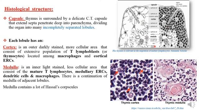 Histology Lec 2 ( Lymphatic system ) смотреть онлайн