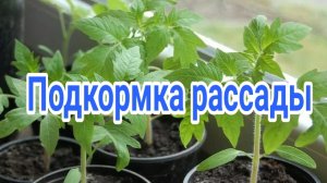 Подкормка рассады томатов