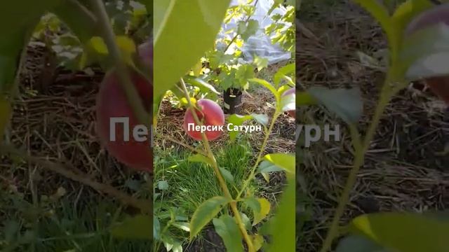 1 августа 2024 г.