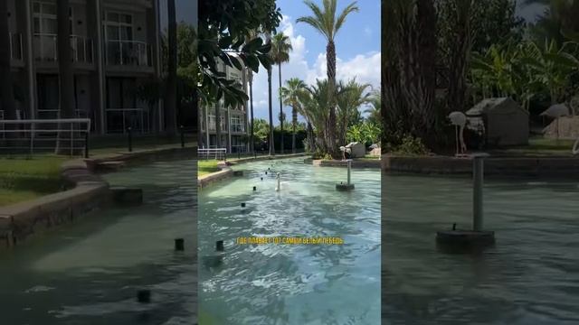 Alva Donna - Dobedan           КАКИЕ ИЗМЕНЕНИЯ? турция shorts