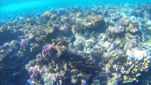 Коралловый риф отеля Dreams Vacation Resort