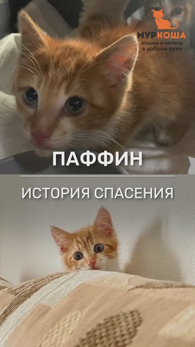 Котик Паффин - история спасения.
#Муркоша #истории спасения