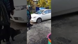 Кот нападает на собаку