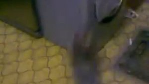 йорк с клизмой