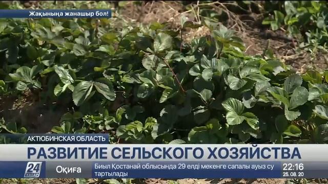 Спрос на натуральную продукцию вырос в Актюбинской области