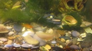 Аквариумная рыбка  Фламинго