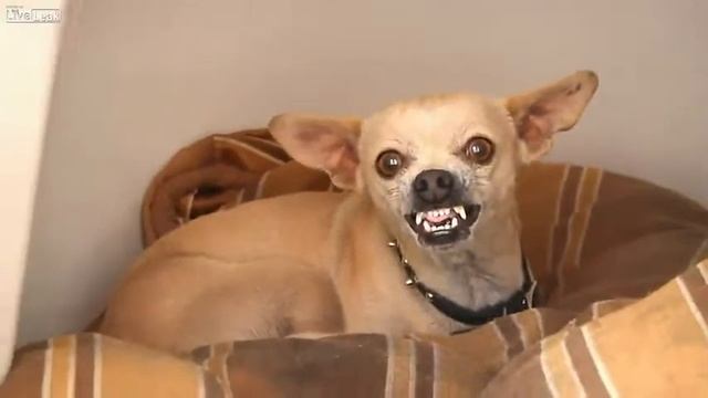 Злая собачка прикол смотреть онлайн