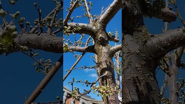 Начало цветения Февор квин ,Априслали ,Бербанк гигант, Сарисо ди Примо вере , Кубанская комета .