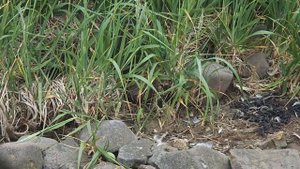 Песцы острова Янкича (2024.07.20)