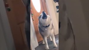 Venjent, the Prodigy dogs