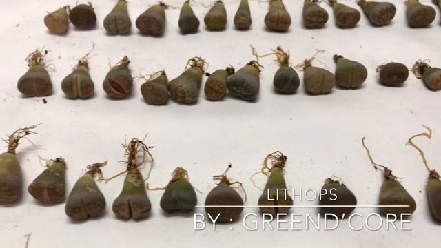 2019 11 11 Lithops Collection смотреть онлайн