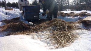 Выставляем пчел из омшаника.Пасека 16 марта 2024 г.
