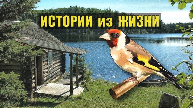 0548 ИСТОРИИ из ЖИЗНИ СУДЬБА ПТИЧКИ КЕШИ РАССКАЗЫ ЛЕСНИКА ЖИЗНЬ в ДЕРЕВНЕ СЕРИАЛ ВСЕ СЕРИИ смотреть онлайн