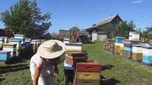 Снимаем мед. 2017 год. Альпийский улей.