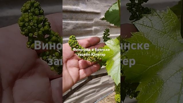 5 июня 2024 г.