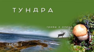 Тундра грибы и олени Рыбачий 2021 часть 1 на велосипеде по Кольскому полуострову