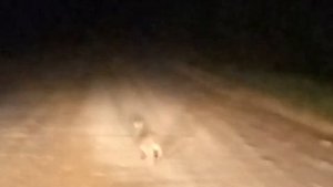 Погоня за зайцем)))