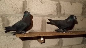 Благодарненские голуби. Blagodarer Tümmler