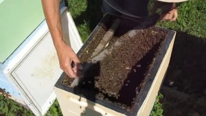 Два ролика в одном. Искусственное роение и проверка ИО маток на роевой порог.(01.07. 2023)