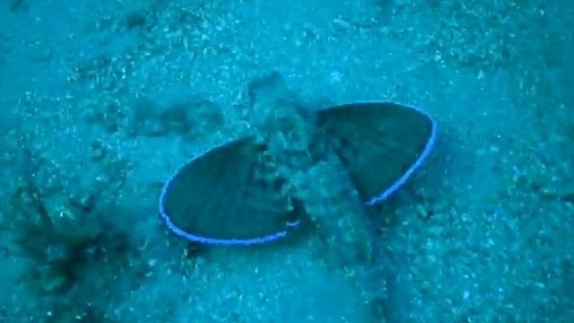FISH HAS WINGS AND FEET-Ryba S Křídly A Nožičkami