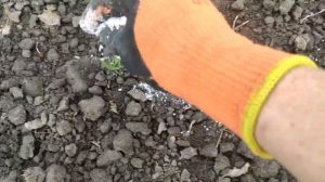 Чтобы ЧЕСНОК не желтел делаем все вовремя! Самая первая ВАЖНАЯ подкормка чеснока и лука!#лук #чесно