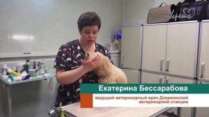 Прививка от бешенства