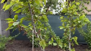 ВНИМАНИЕ! ПОХОЛОДАНИЕ И ЗАМОРОЗКИ–КАК ПОМОЧЬ РАСТЕНИЯМ?