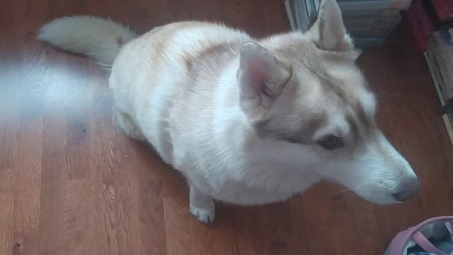 ШоуГолос.Хаски.