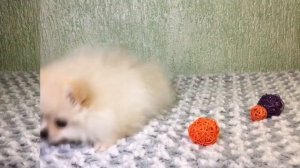 Мини малышка померанский шпиц кремового окраса!