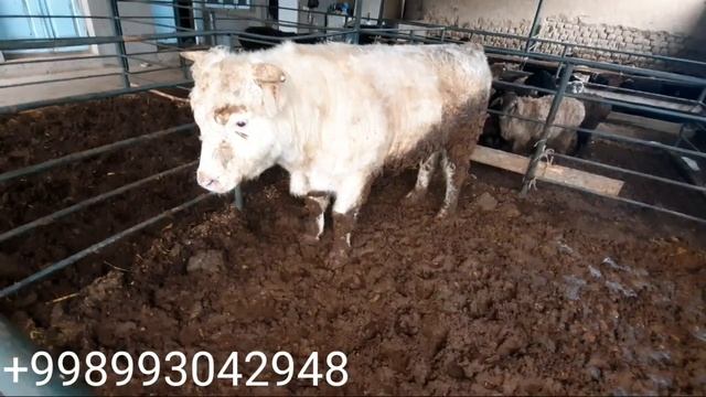 35 МИНГДАН ТИРИК ВАЗМИГА БУГОЗ ХУНАЖИНЛАР СОТИЛАДИ. смотреть онлайн