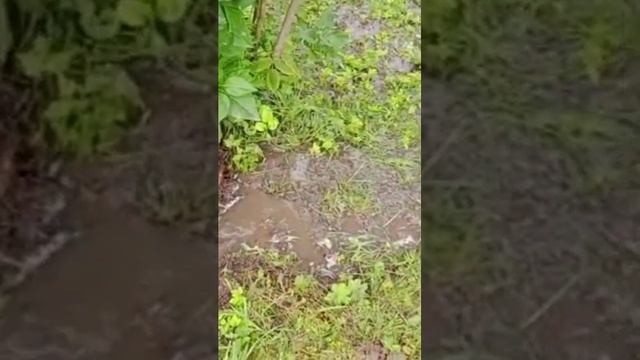 Самоизлив из затрубного пространства