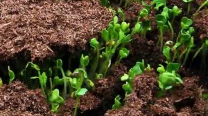 Футаж пробивающиеся ростки 2