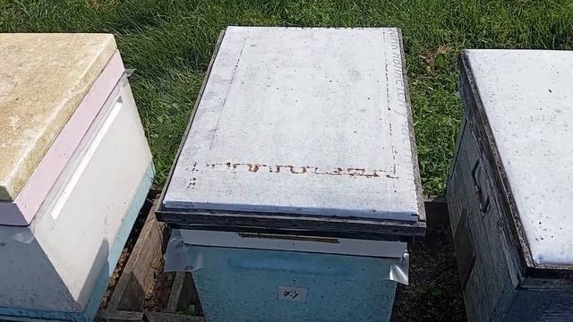 Замена в семье старой матки на молодую. смотреть онлайн