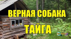 0960 - ВЕРНАЯ СОБАКА СПАСЛА ЖИЗНЬ _ МЕДВЕДЬ В ТАЙГЕ