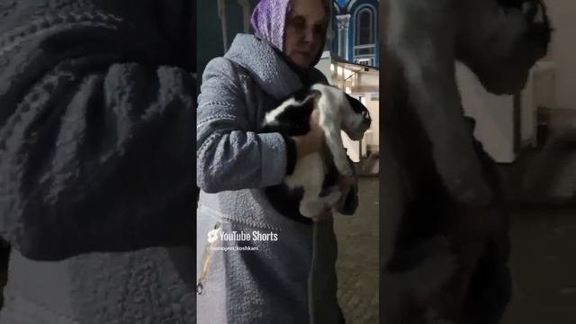 🐾 Возле ворот мяукала вислоухая кошка с проблемными задними лапами…