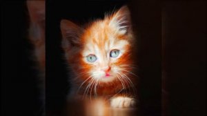 Симба я люблю тебя (В память симбе)