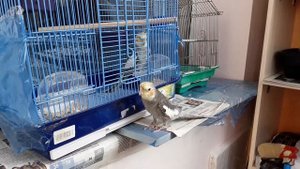 Самец Кореллы поёт