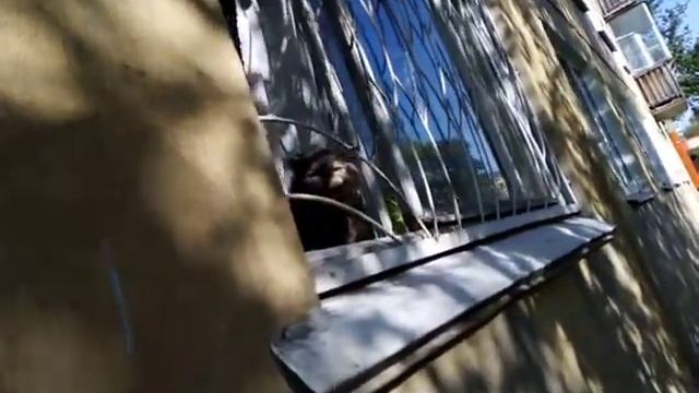 Ух какая кошка злая😏🦌🤣 смотреть онлайн