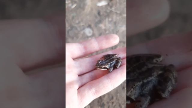 Травяная лягушка#природа #день#nature#весна#лес#растения#лето#frogs#frog#лягушка#лягушки#вечер#речк смотреть онлайн