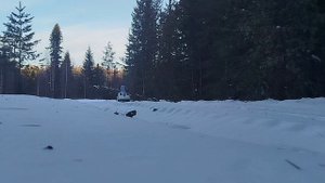 Крайняя проверка капканов в этом году...