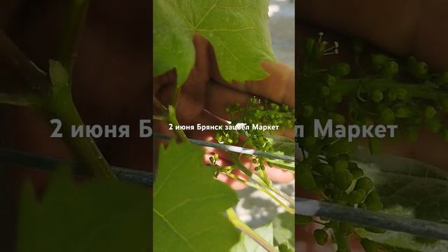 2 июня 2024 г.