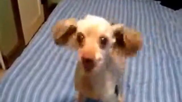 пес бесится смотреть онлайн