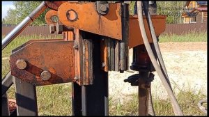 Самоизливная абиссинка в СНТ Истоки