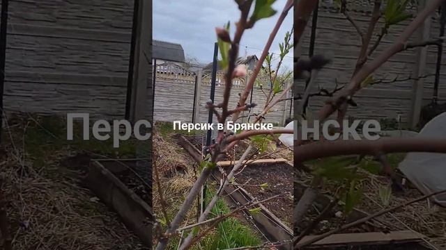 21 апреля 2024 г.Персик канадиан хармони.