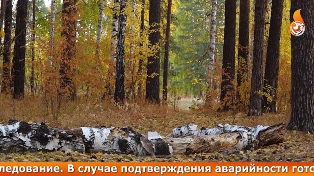 350 тысяч рублей ежегодно выделяется на ликвидацию аварийных деревьев