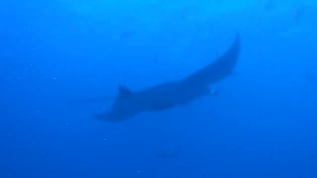 Manta Ray Maldives 2014 смотреть онлайн
