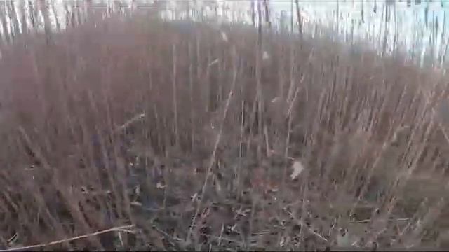 Закрыли сезон двумя шакалами