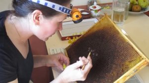 Вывод маток. Прививка личинок