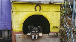 Как приучить Собаку к Выстрелу, Фейерверку и Петардам. Воспитание Щенка. Русский спаниель.