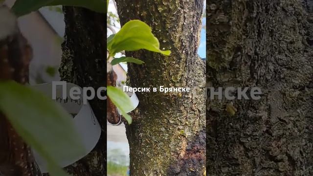 прореживание зелёных побегов